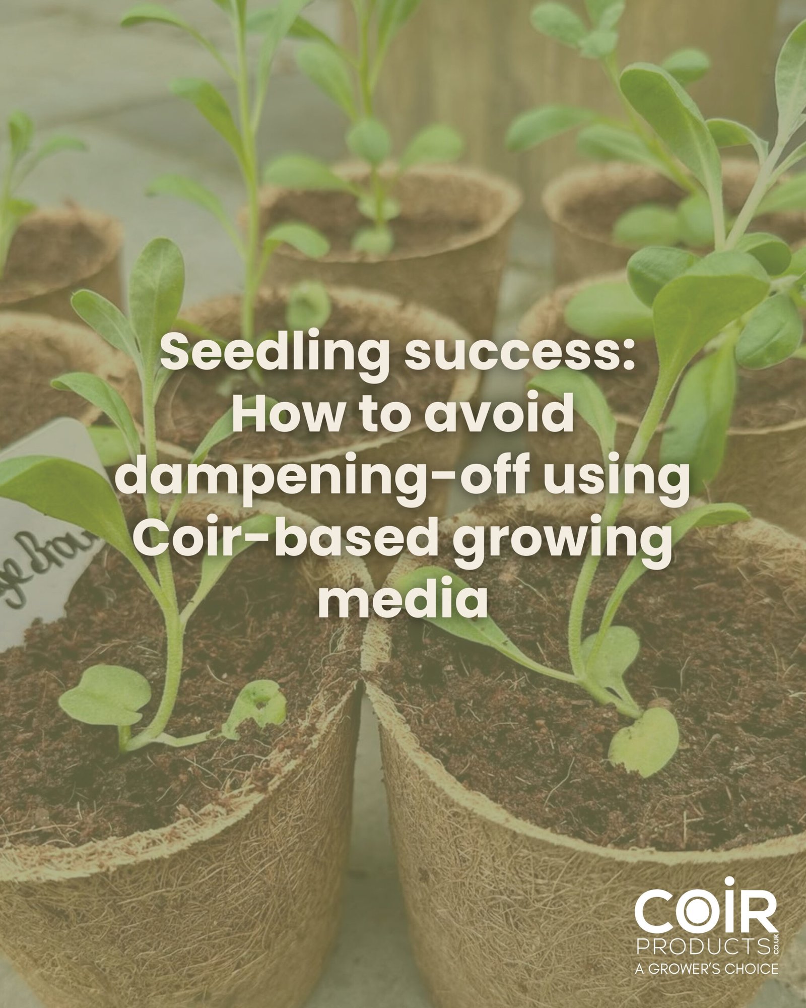 Seedling Success: how to avoid damping-off using coir-based growing media