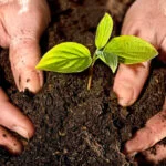 Going peat-free and plastic-free with CoirProducts.co.uk