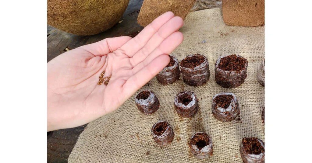 Growing herbs over winter with CoirProducts.co.uk