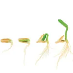 How to grow plants with stronger stems, roots and blooms using coir as a soil conditioner