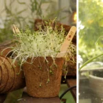 Indoor gardening with sustainable coir pots