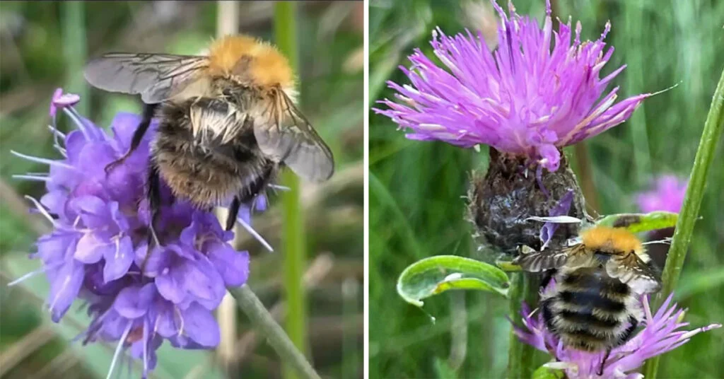 Keeping Bees As A Hobby