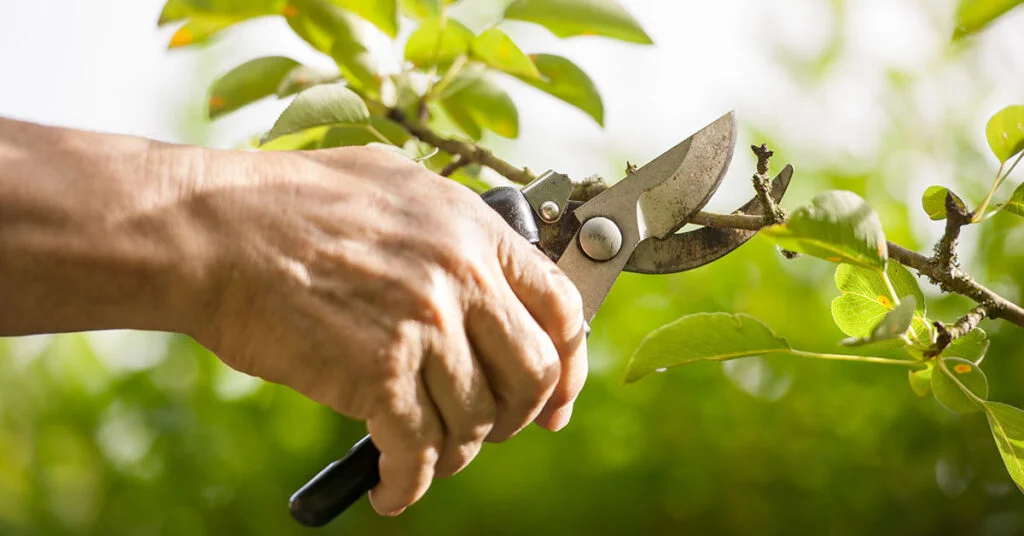 Coir products for growers, greenhouses, nurseries, gardeners, and wholesalersCleaning up your garden in spring
