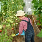 Your greenhouse in autumn and winter with CoirProducts.co.uk: tips for using and what to grow