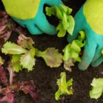 Thrive: Transforming lives through social and therapeutic horticulture