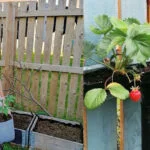 There is nothing better than stepping out of your kitchen and picking your lunch fresh from the garden