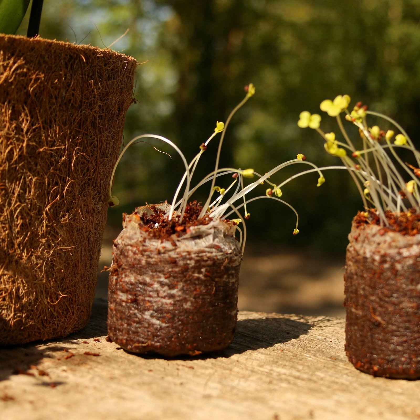 Growing Stronger Seedlings: Why Root Health Matters